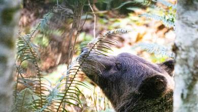 Whales & Bears of British Columbia