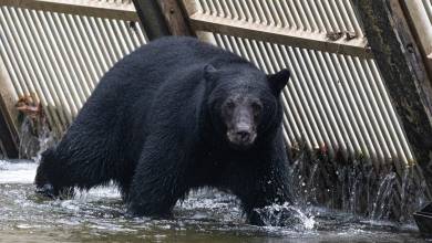 Whales & Bears of British Columbia