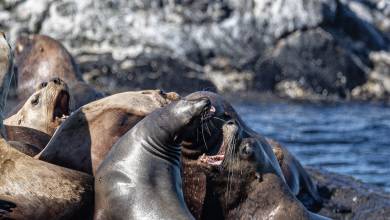 Whales & Bears of British Columbia