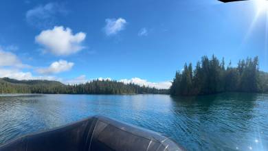 Whales & Bears of British Columbia