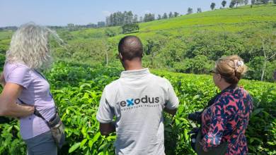 Chimps & Gorillas of Uganda