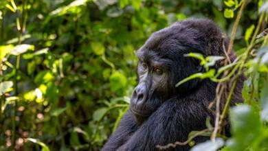 Chimps & Gorillas of Uganda