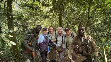 Chimps & Gorillas of Uganda