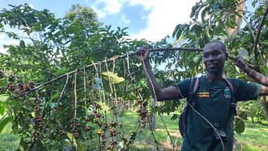 Chimps & Gorillas of Uganda