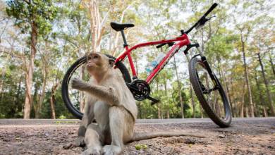 Cycle Southeast Asia