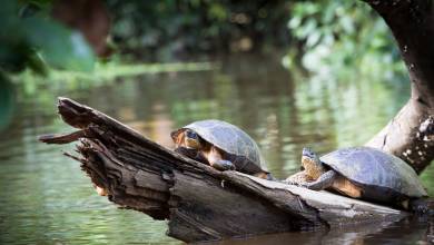 Costa Rica Adventure Family Holiday
