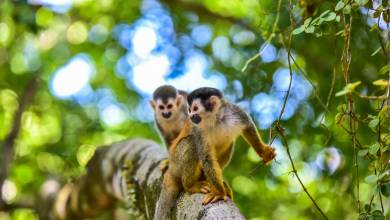 Costa Rica Adventure Family Holiday