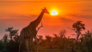 South Africa: Walking & Wildlife