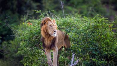 South Africa: Walking & Wildlife