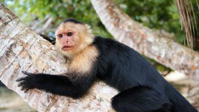 Costa Rica Adventure Family Holiday