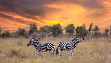 South Africa: Walking & Wildlife