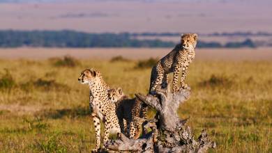 Kenya & Tanzania Adventure