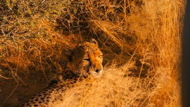 Discover Namibia – Lodges