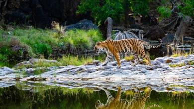 Colours of Rajasthan – Pushkar Festival