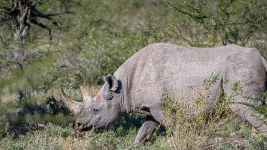 Kenya & Tanzania Adventure