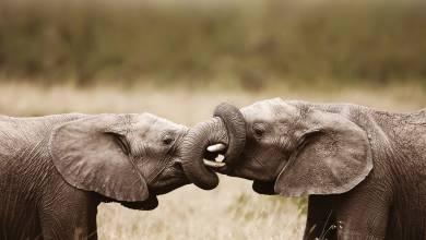 Cape Town & the Garden Route