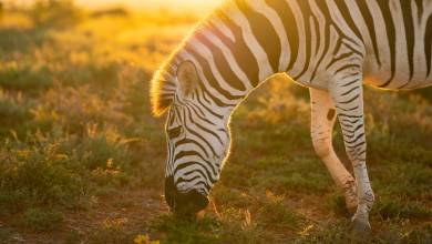 Cape Town & the Garden Route