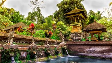 Primates & Dragons of Indonesia