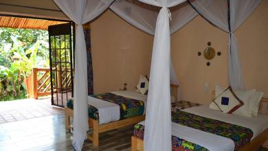 Chimps & Gorillas of Uganda