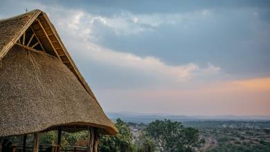 Chimps & Gorillas of Uganda