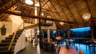 Chimps & Gorillas of Uganda