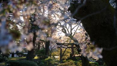 Ancient & Modern Japan