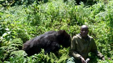 Gorillas & Masai Mara – Camping