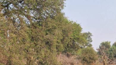 Zambezi Canoe Safari