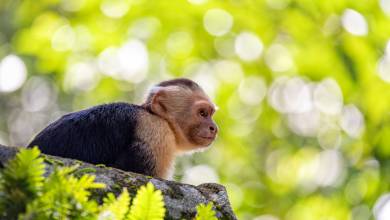 Costa Rica Coast to Coast Ride