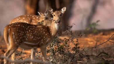 Highlights of Northern India