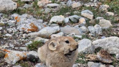 Peaks of Ladakh Trek