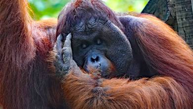 Borneo Wildlife Discoverer