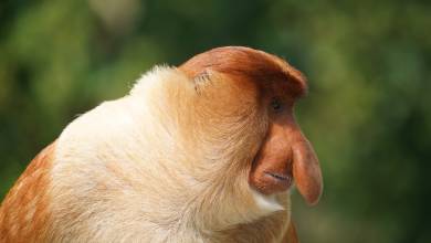 Borneo Wildlife Discoverer