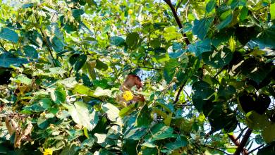 Borneo Wildlife Discoverer