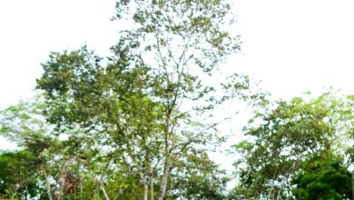 Borneo Wildlife Discoverer