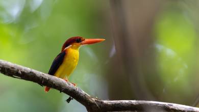 Borneo Wildlife Discoverer
