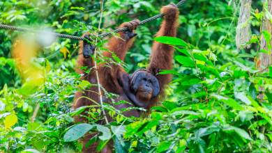 Borneo Wildlife Discoverer