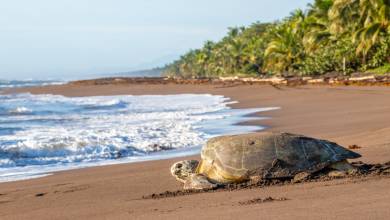 Costa Rica’s Coastal Secrets