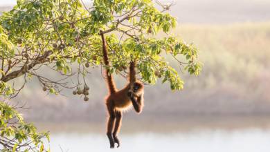 Costa Rica’s Coastal Secrets