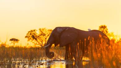 Botswana & Namibia: Delta & Dunes