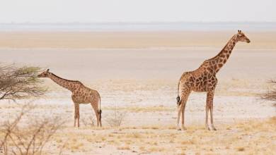 Botswana & Namibia: Delta & Dunes
