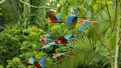 Amazon Rainforest Add-on (post-tour, from Lima)