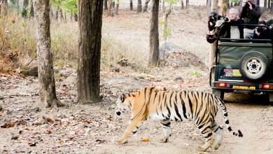 India Tiger Safari