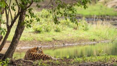 India Tiger Safari