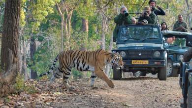 India Tiger Safari
