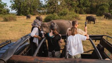 Sri Lankan Highlights