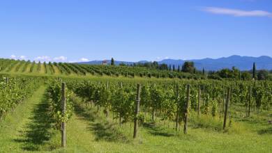 Walking in the Venetian Hills