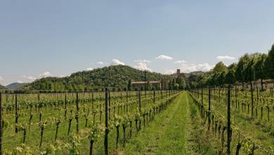 Walking in the Venetian Hills