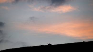 Italian Apennines: Walks & Wildlife