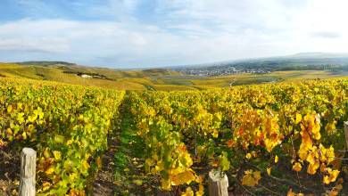 Champagne Vineyards